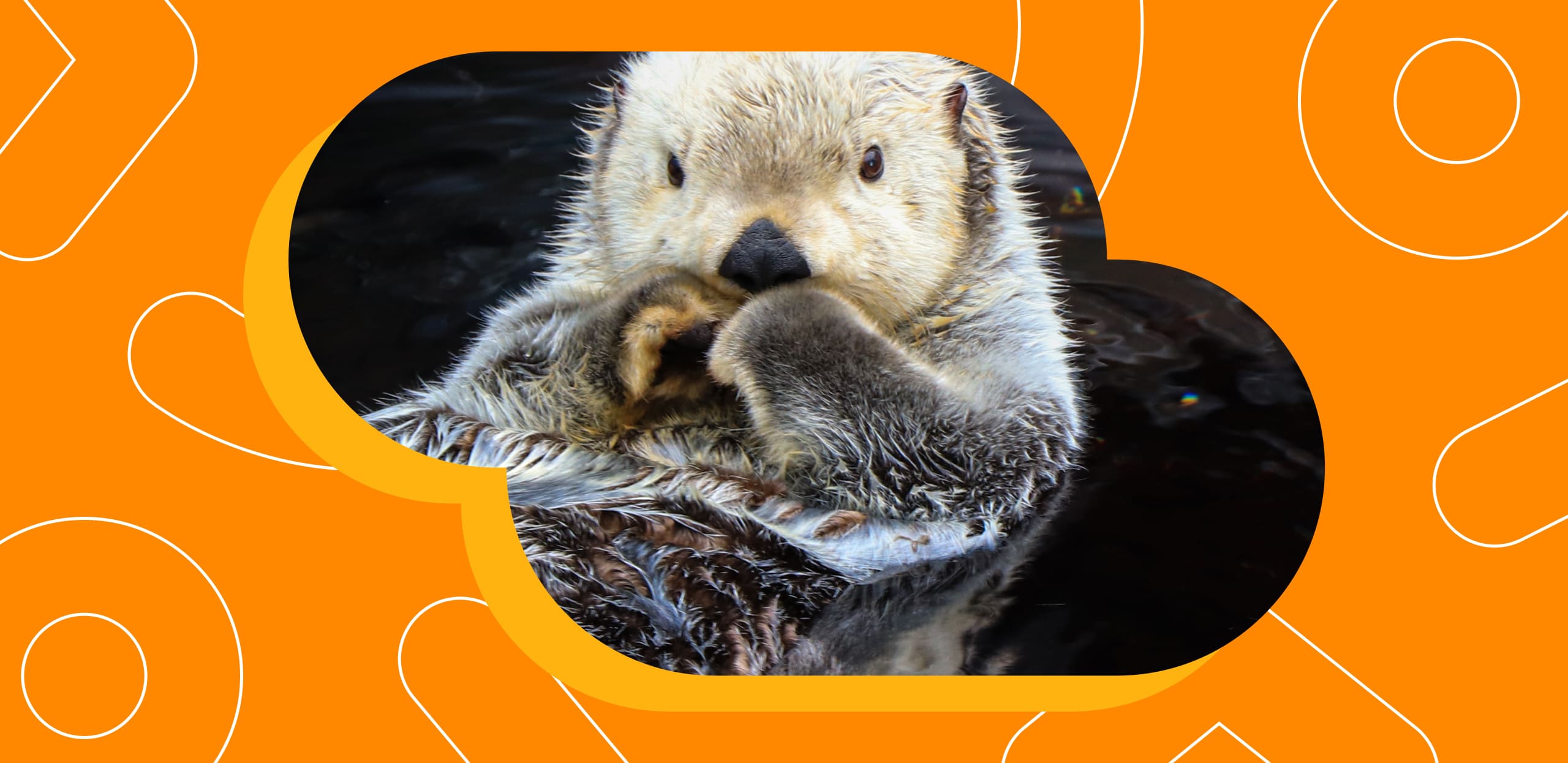 ОК и Всемирный фонд дикой природы представили квиз, новогодние стикеры и рамки на аватар с каланом